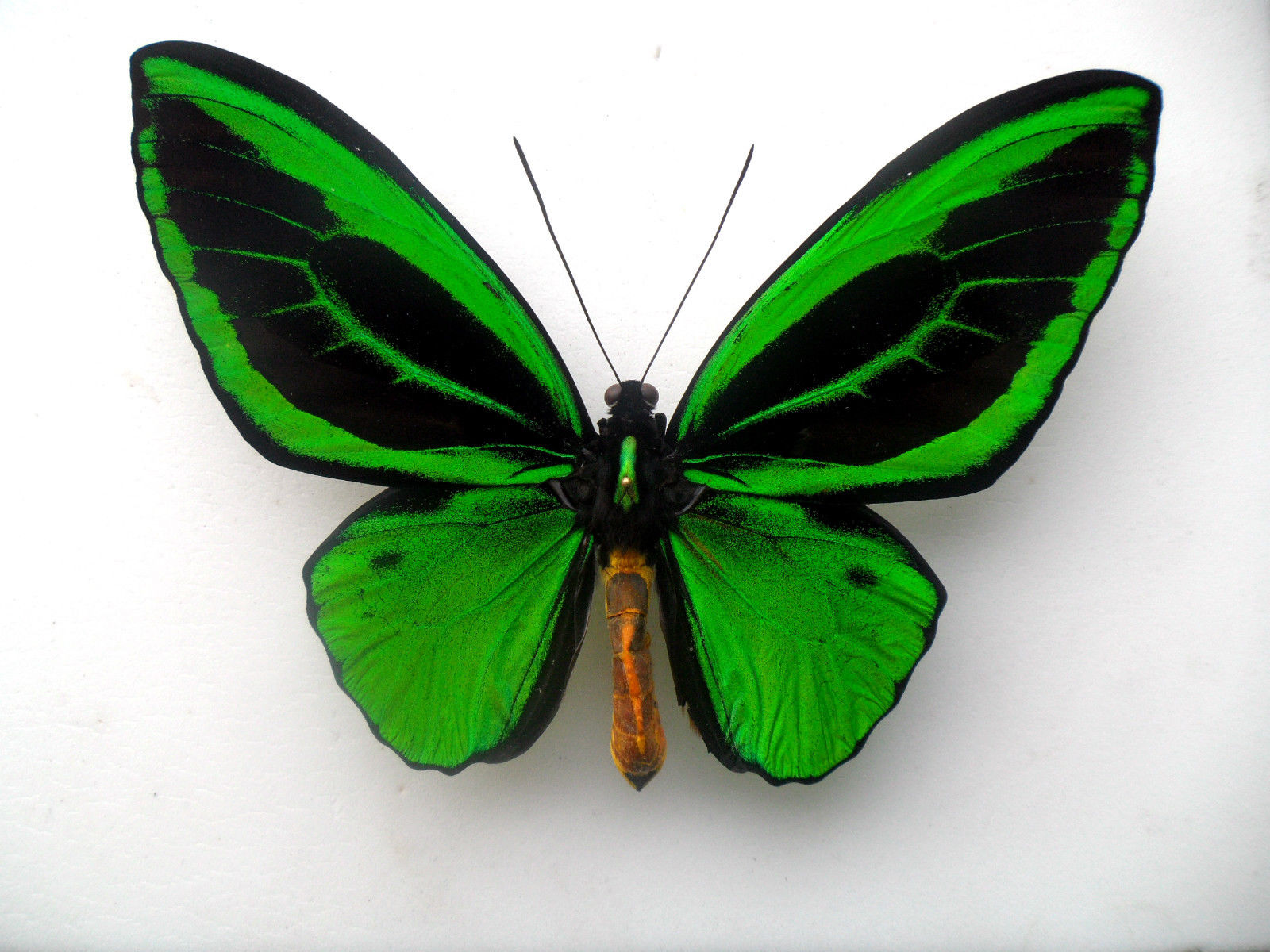 Ornithoptera priamus poseidon male (aberration arfak indonesia) Internet Image property of respective owner, non-commercial use only